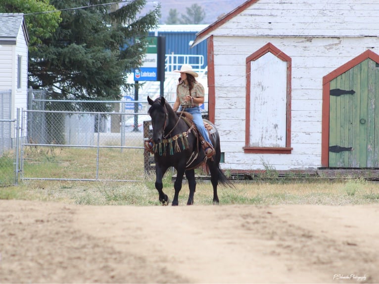 Fries paard Ruin 5 Jaar Zwart in Wendell