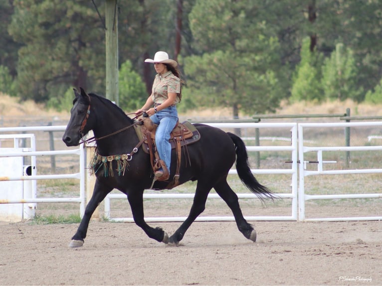 Fries paard Ruin 5 Jaar Zwart in Wendell