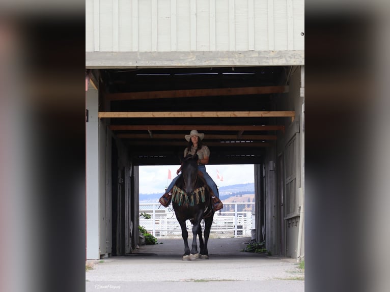 Fries paard Ruin 5 Jaar Zwart in Wendell
