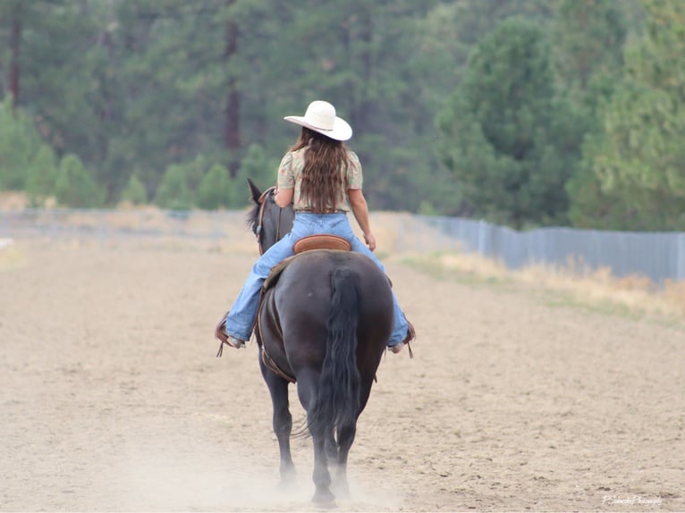 Fries paard Ruin 5 Jaar Zwart in Wendell