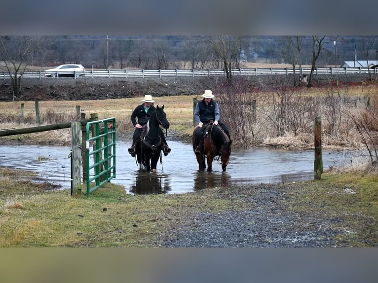 Fries paard Mix Ruin 5 Jaar Zwart in Rebersburg, PA