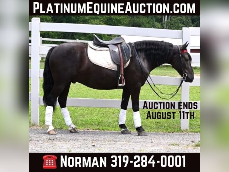 Fries paard Ruin 6 Jaar 137 cm Zwart in Sturgis Mi