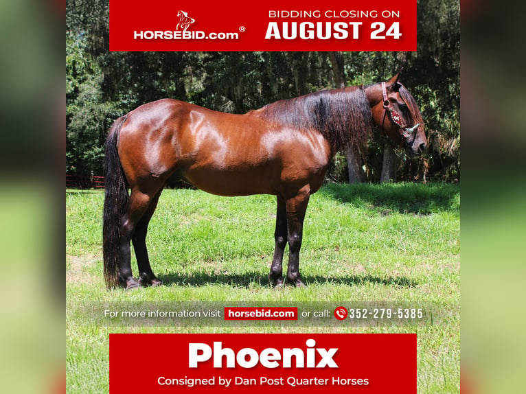 Fries paard Mix Ruin 6 Jaar 142 cm Roodbruin in Brooksville