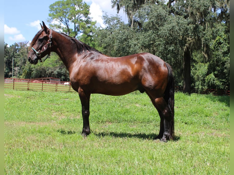 Fries paard Mix Ruin 6 Jaar 142 cm Roodbruin in Brooksville