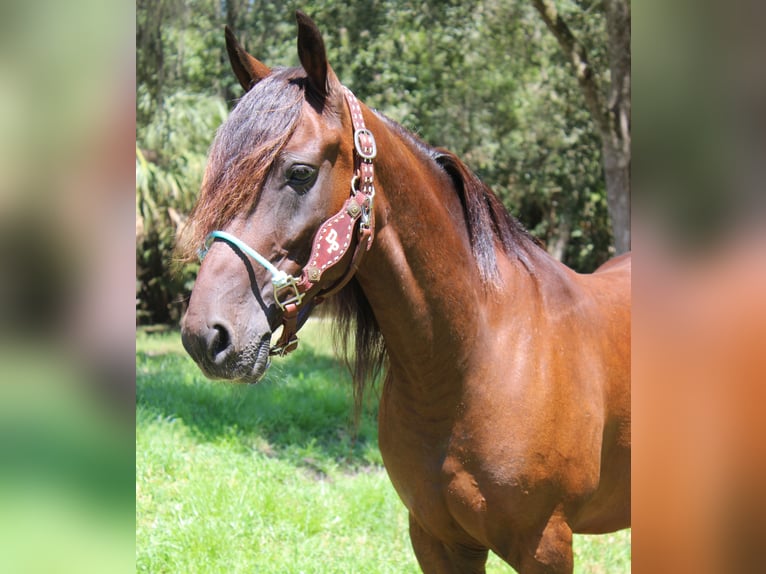 Fries paard Mix Ruin 6 Jaar 142 cm Roodbruin in Brooksville