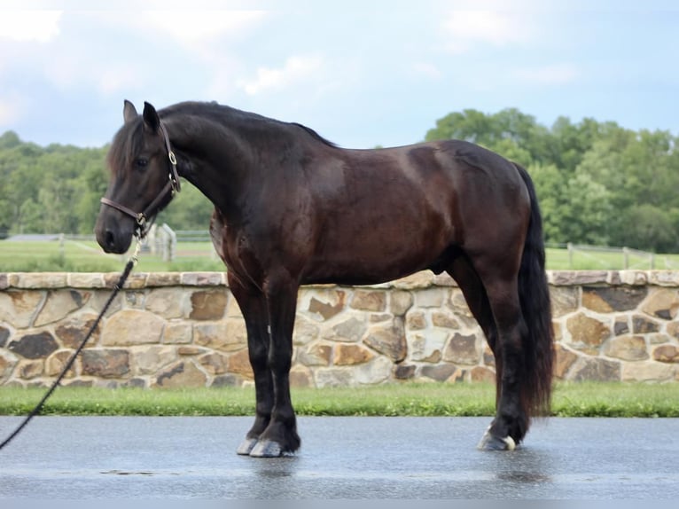 Fries paard Ruin 6 Jaar 147 cm Zwart in Millerstown, PA