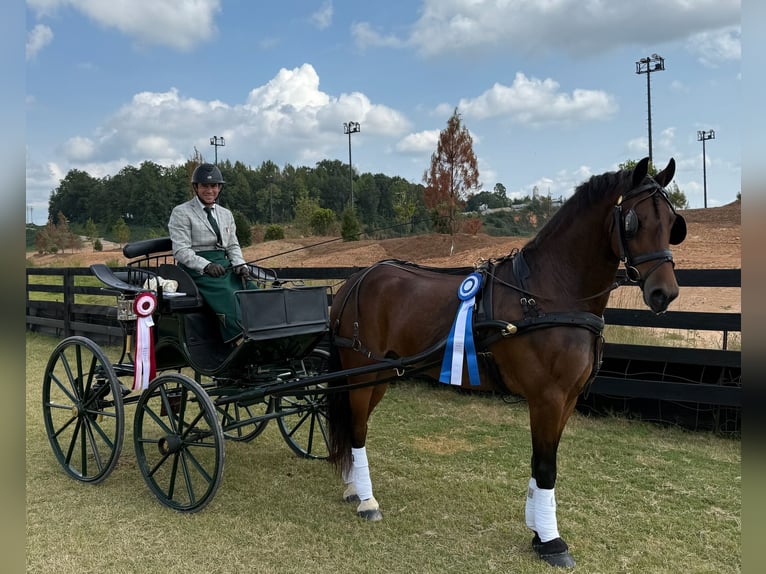 Fries paard Ruin 6 Jaar 150 cm Roodbruin in Ames