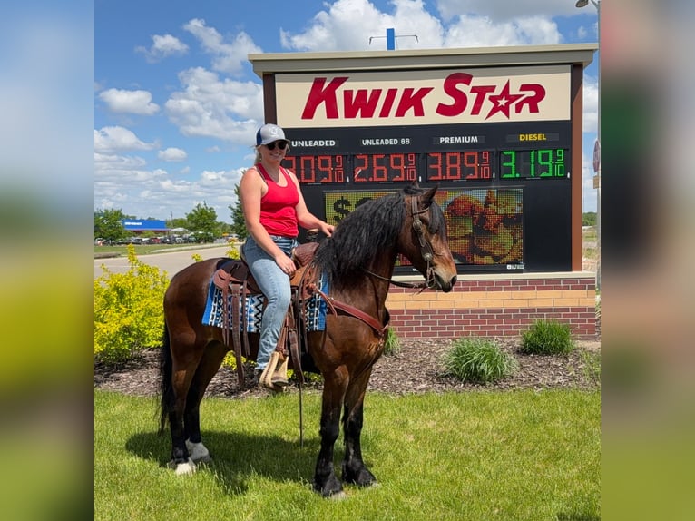 Fries paard Ruin 6 Jaar 150 cm Roodbruin in Ames