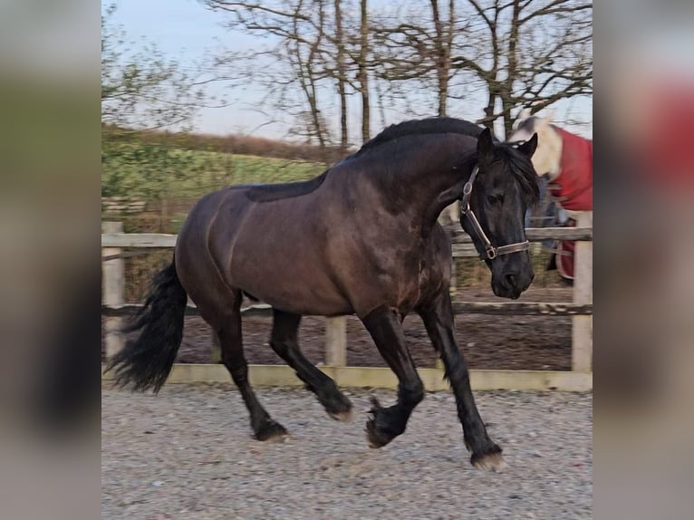 Fries paard Ruin 6 Jaar 152 cm Brown Falb schimmel in Neckargem&#xFC;nd