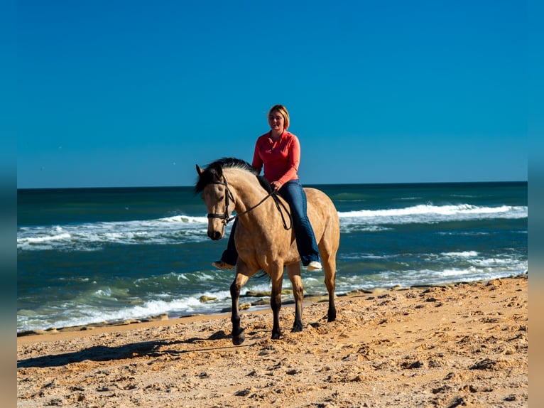 Fries paard Ruin 6 Jaar 152 cm Buckskin in Ocala
