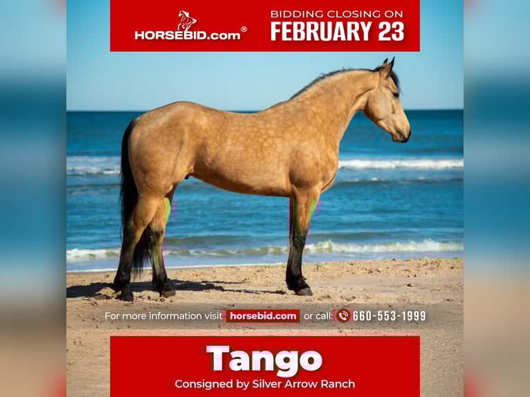 Fries paard Ruin 6 Jaar 152 cm Buckskin in Ocala