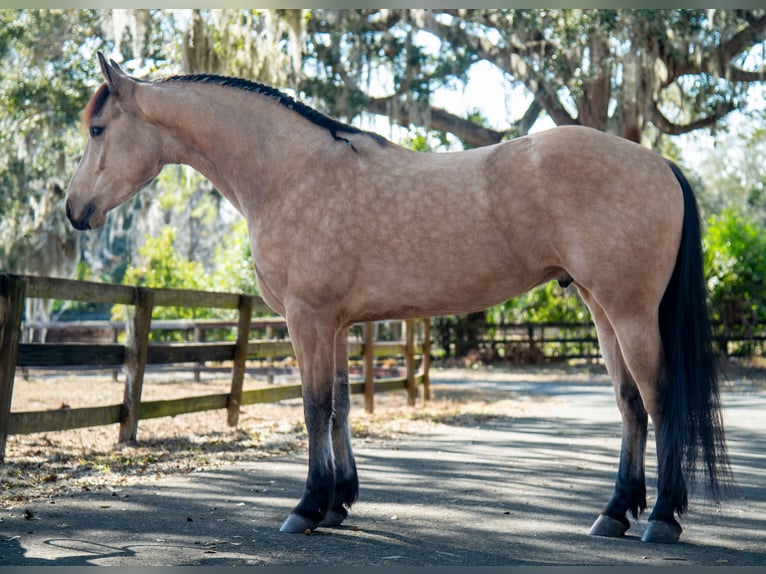 Fries paard Ruin 6 Jaar 152 cm Buckskin in Ocala