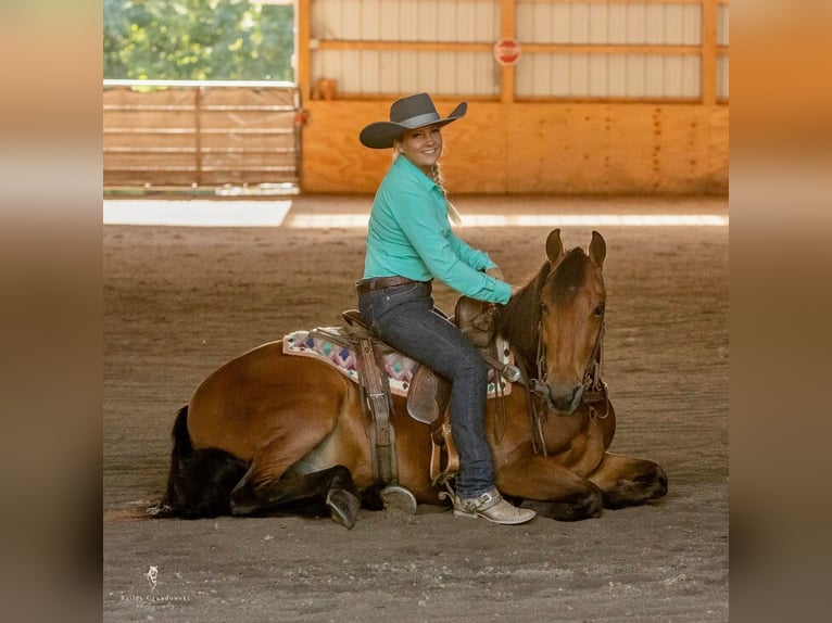 Fries paard Ruin 6 Jaar 152 cm Roodbruin in Everett PA