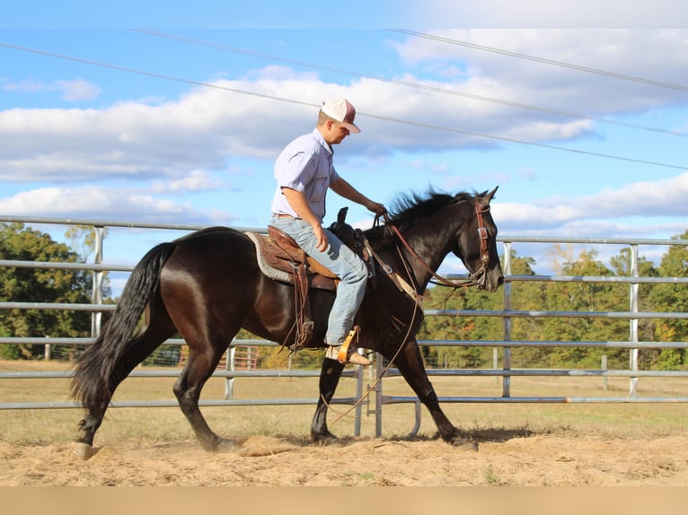 Fries paard Ruin 6 Jaar 152 cm Zwart in Cherryville NC