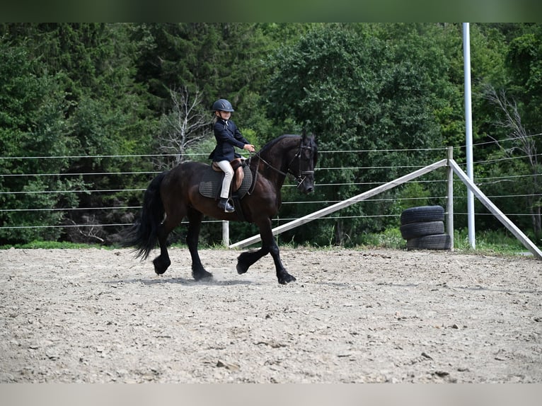 Fries paard Ruin 6 Jaar 152 cm Zwart in Warsaw