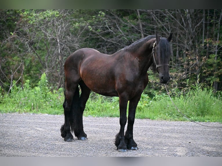 Fries paard Ruin 6 Jaar 152 cm Zwart in Warsaw