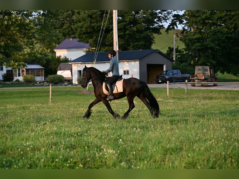 Fries paard Ruin 6 Jaar 152 cm Zwart in Warsaw