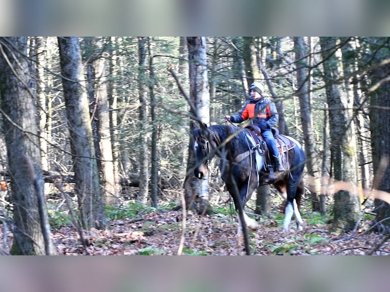 Fries paard Mix Ruin 6 Jaar 155 cm Gevlekt-paard in Rebersburg