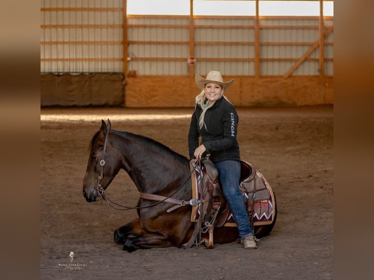 Fries paard Ruin 6 Jaar 155 cm in Everette PA