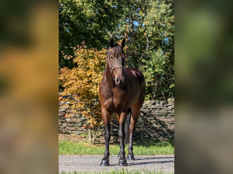 Fries paard Ruin 6 Jaar 155 cm Roodbruin in Everette PA