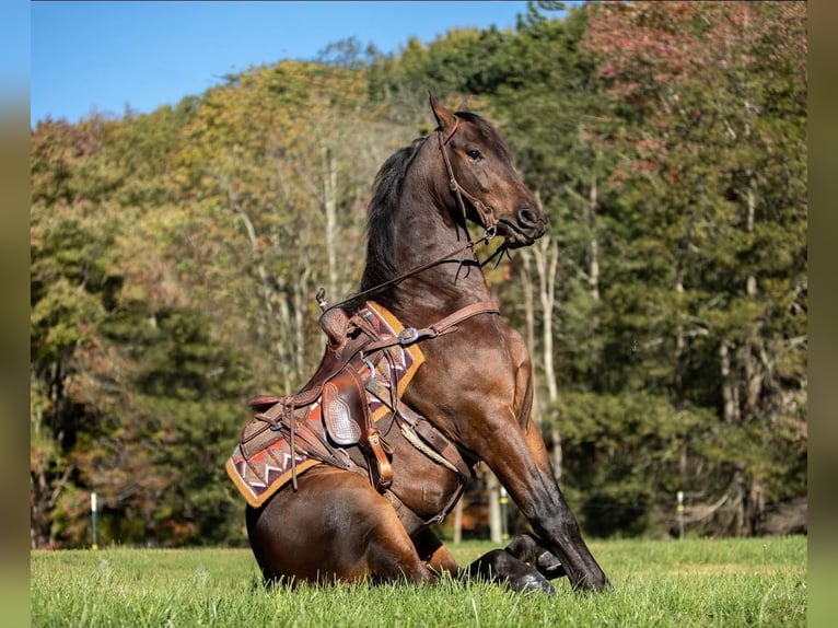 Fries paard Ruin 6 Jaar 155 cm Roodbruin in Everette PA