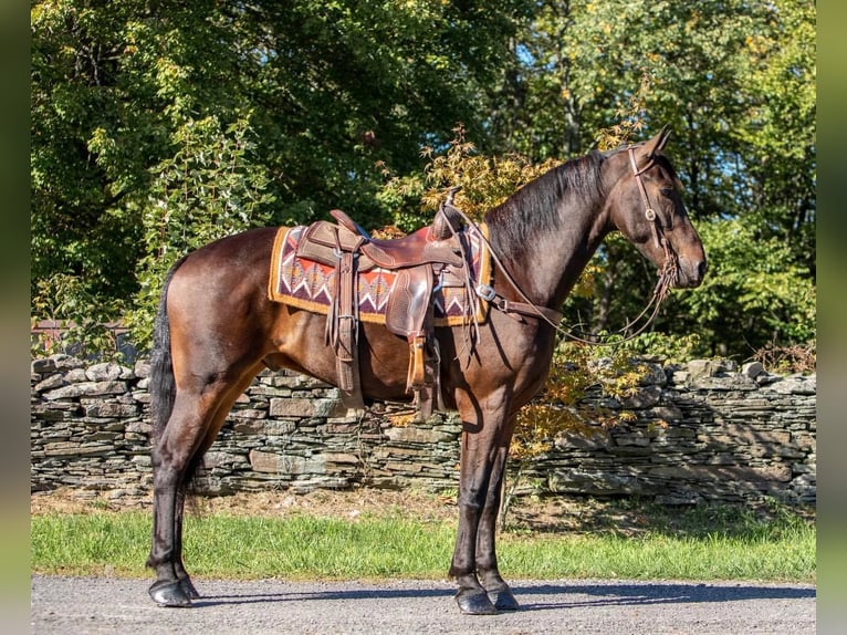 Fries paard Ruin 6 Jaar 155 cm Roodbruin in Everette PA