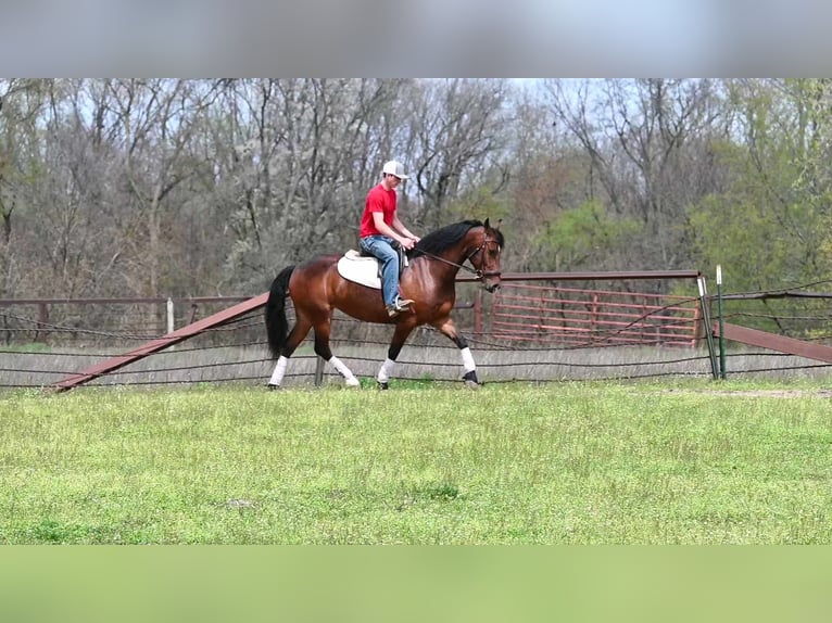 Fries paard Ruin 6 Jaar 155 cm Roodbruin in Sturgis MI