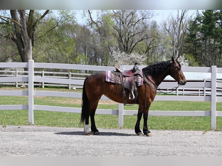 Fries paard Ruin 6 Jaar 155 cm Roodbruin in Sturgis MI