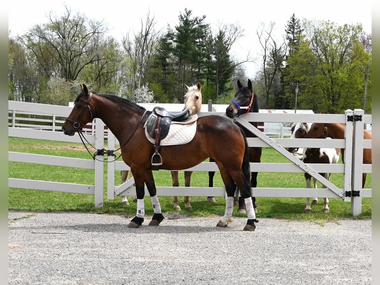 Fries paard Ruin 6 Jaar 155 cm Roodbruin in Sturgis MI