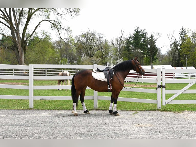 Fries paard Ruin 6 Jaar 155 cm Roodbruin in Sturgis MI