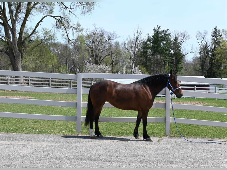 Fries paard Ruin 6 Jaar 155 cm Roodbruin in Sturgis MI