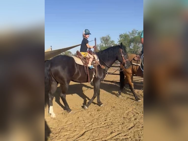 Fries paard Mix Ruin 6 Jaar 155 cm Zwart in Marana