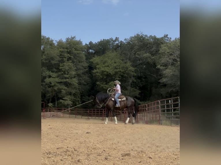 Fries paard Ruin 6 Jaar 155 cm Zwart in Albion