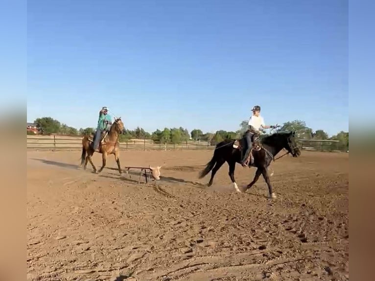 Fries paard Ruin 6 Jaar 155 cm Zwart in Marana