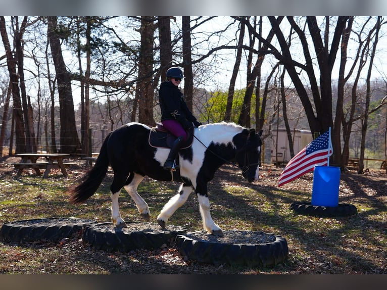Fries paard Mix Ruin 6 Jaar 157 cm Gevlekt-paard in Clover