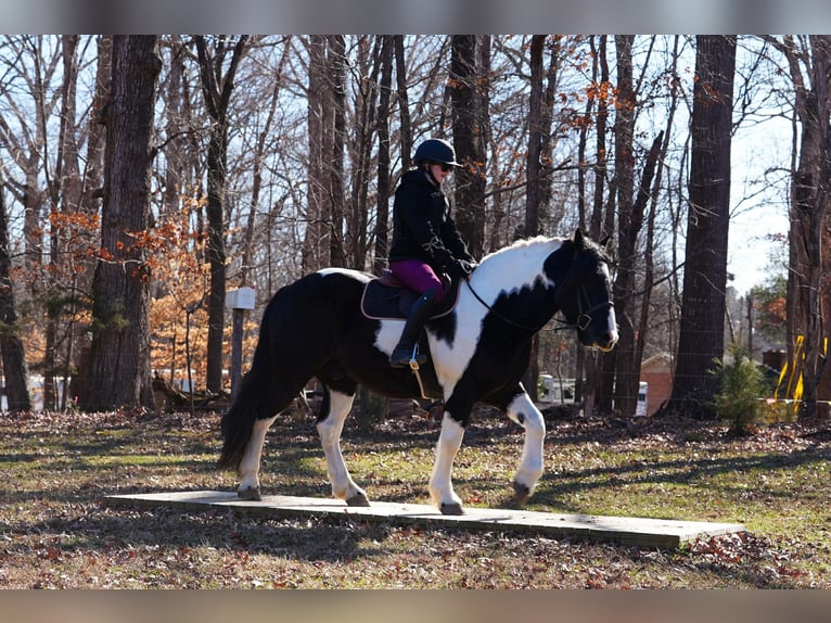 Fries paard Mix Ruin 6 Jaar 157 cm Gevlekt-paard in Clover