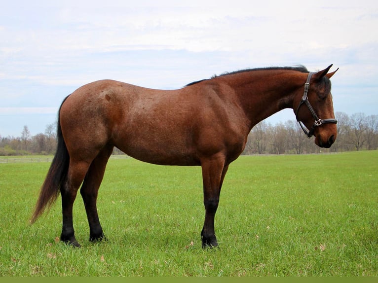 Fries paard Ruin 6 Jaar 157 cm Roan-Bay in HIghland MI