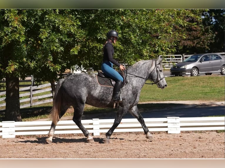 Fries paard Mix Ruin 6 Jaar 157 cm Schimmel in Clover