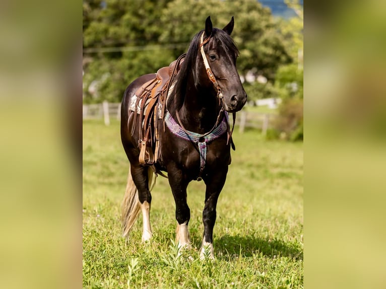 Fries paard Ruin 6 Jaar 157 cm Tobiano-alle-kleuren in Wallingford KY