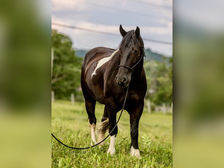 Fries paard Ruin 6 Jaar 157 cm Tobiano-alle-kleuren in Wallingford KY