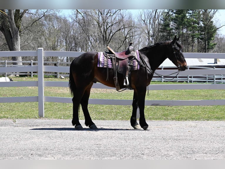 Fries paard Ruin 6 Jaar 160 cm Roodbruin in sturgis MI