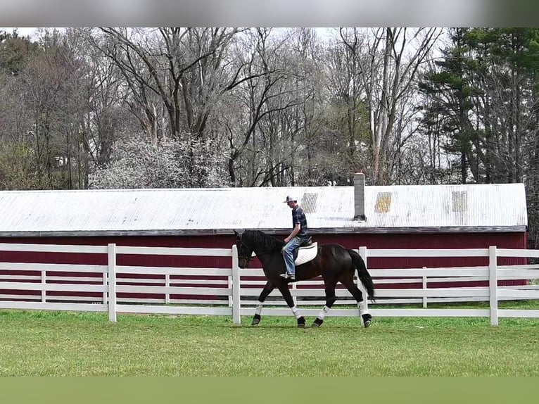 Fries paard Ruin 6 Jaar 160 cm Roodbruin in sturgis MI