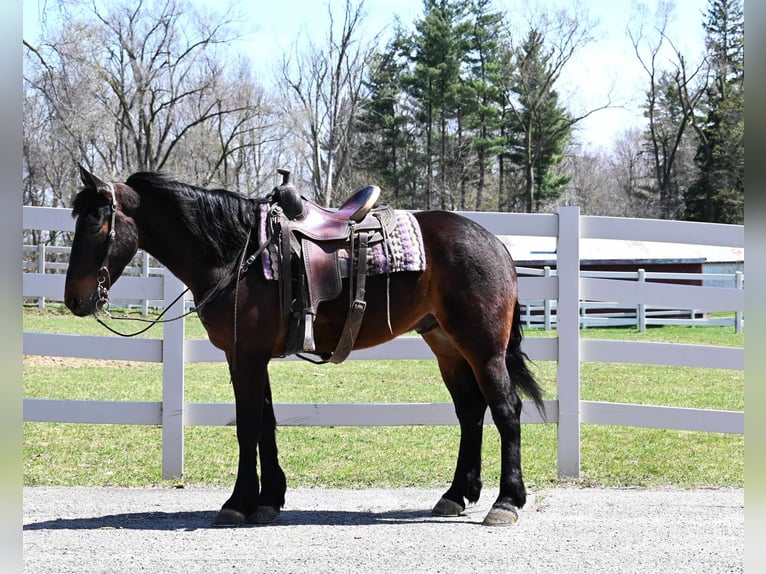 Fries paard Ruin 6 Jaar 160 cm Roodbruin in sturgis MI