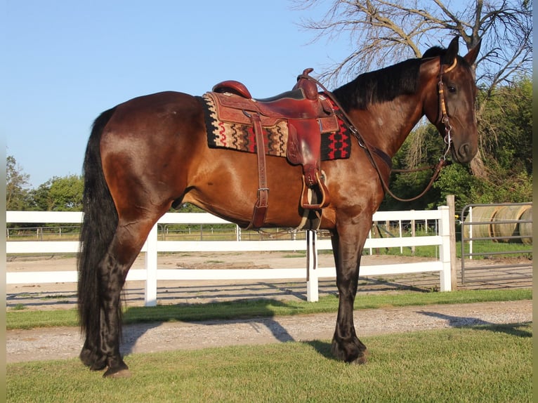 Fries paard Mix Ruin 6 Jaar 160 cm Roodbruin in Cambridge, IA