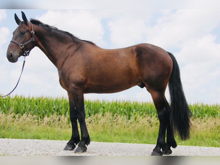 Fries paard Mix Ruin 6 Jaar 160 cm Roodbruin in Cambridge, IA