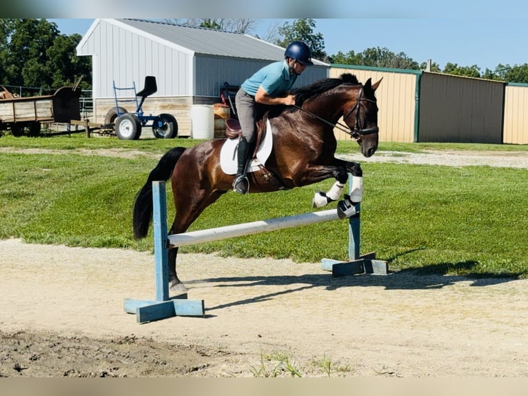 Fries paard Mix Ruin 6 Jaar 160 cm Roodbruin in Cambridge, IA