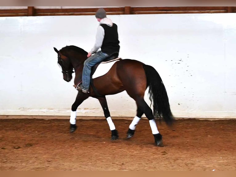 Fries paard Ruin 6 Jaar 160 cm Roodbruin in Sturgis MI