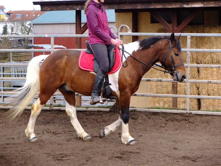 Fries paard Mix Ruin 6 Jaar 160 cm Zwart in Buttstädt