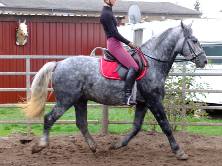 Fries paard Mix Ruin 6 Jaar 160 cm Zwart in Buttstädt