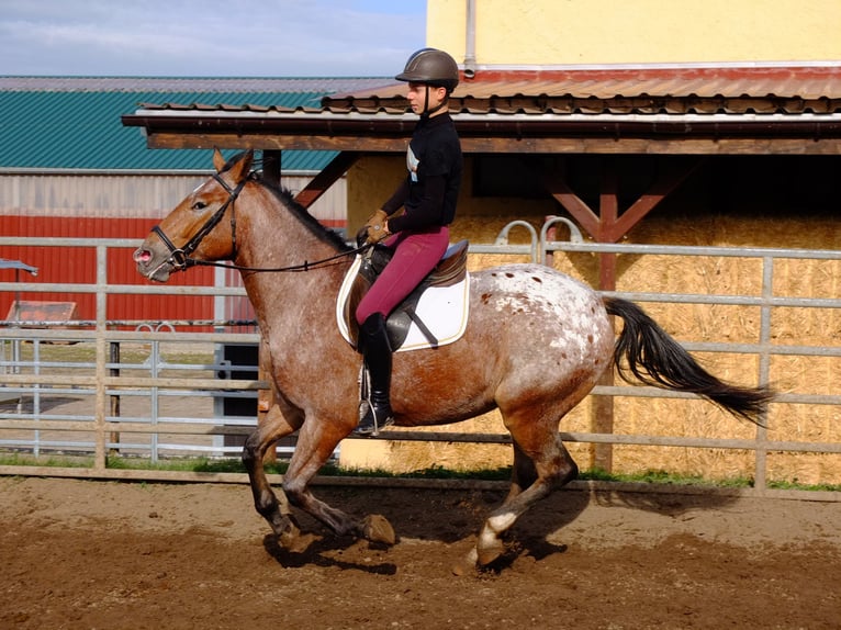 Fries paard Mix Ruin 6 Jaar 160 cm Zwart in Buttstädt